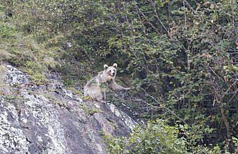 Rize'de ayı ve yavrusu görüntülendi