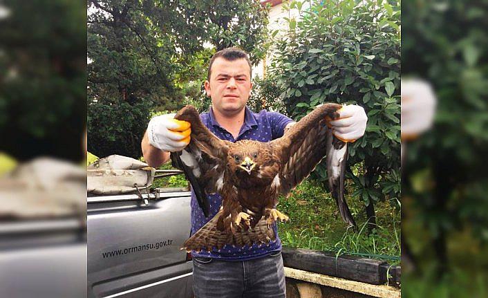 Tedavi edilen şahinler doğaya salındı