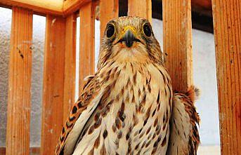 Yaralı kerkenez tedavisinin ardından doğaya salındı