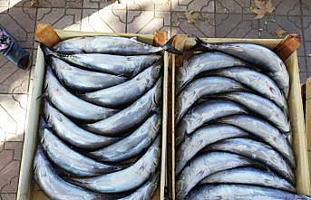 Zonguldak'ta palamut 15 lira oldu