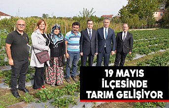 19 Mayıs İlçesinde Tarım Gelişiyor