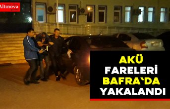 Akü fareleri Bafra`da yakalandı