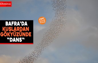 Bafra`da Kuşlardan Gökyüzünde "Dans"