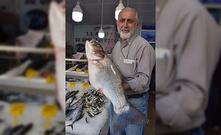 Balıkçılarda 11 kilogramlık levrek sevinci