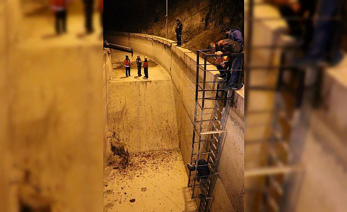 Bolu'da geyik kurtarma operasyonu