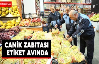 Canik zabıtası etiket avında