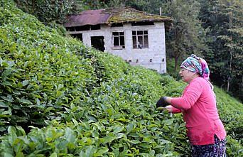 ÇAYKUR'un 2018 yılı yaş çay alımı rekorla tamamlandı