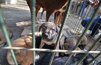 Çocuklar evcil hayvan parkını gezdi