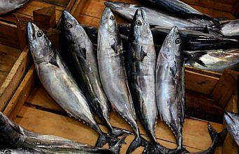 Doğu Karadenizli balıkçılar hamsiden umutlu değil