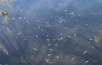 Gerede'de balık ölümleri