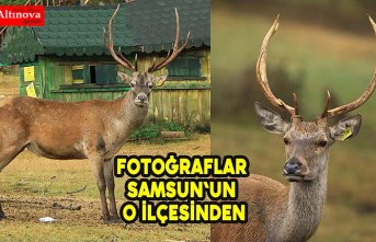 İki geyikle kuruldu çok sayıda kızıl geyiği doğaya kazandırdı