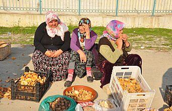 İnebolu'da Kanlıca mantarı 10 liradan satılıyor