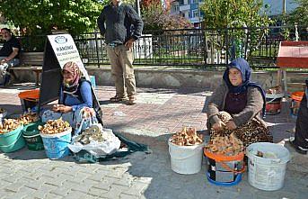 Kanlıca mantarı pazara indi