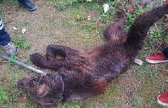 Şehre inen hasta ayı tedavi edildi