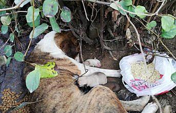 Sokak köpeği ve yavruları tedavi altına alındı