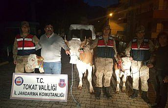 Tokat'ta büyükbaş hayvan hırsızlığı