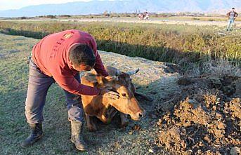 Tokat'ta su kanalına düşen ineği itfaiye kurtardı