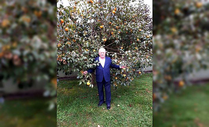 Trabzon hurması ihraç edilecek