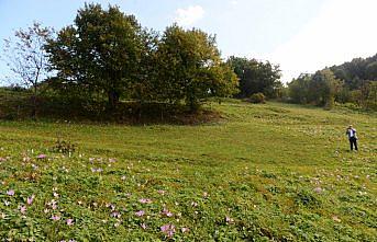 Vargit çiçekleri Karadeniz yaylalarını süslüyor