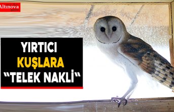 Yırtıcı kuşlara "telek nakli"