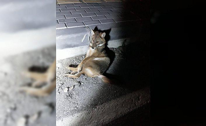 Aracın çarptığı çakal yavrusu korumaya alındı