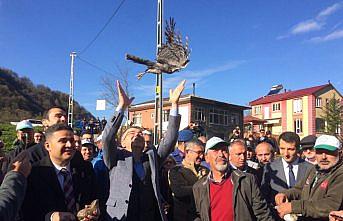 Artvin'de doğaya 40 atmaca salındı
