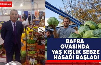 Bafra Ovasında Yaş Kışlık Sebze Hasadı Başladı