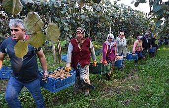 Bahçeye çevirilen bataklıkta 450 ton kivi üretildi