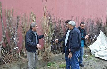 Çaycuma'da meyve fidanları satışa sunuldu