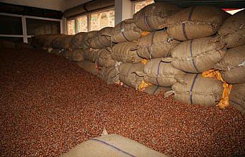 Fındıkta fiyat yükseliyor