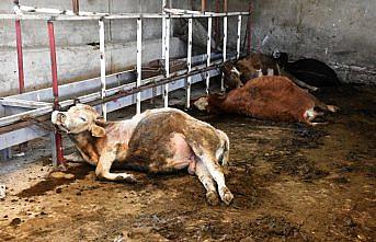 Gümüşhane'de 21 büyükbaş hayvan telef oldu