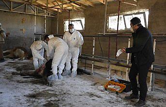 Gümüşhane'de ahırdaki ineklerin telef olması