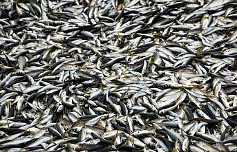 Karadeniz'de istavrit bolluğu