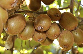 Ordulu kivi üreticisi rekolteden dolayı mutlu