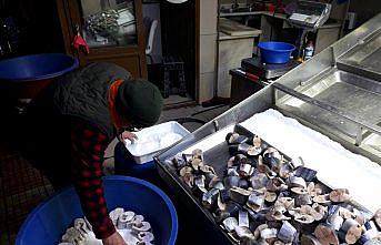Sezonun son palamutları yazın tüketilmek için tuzlanıyor