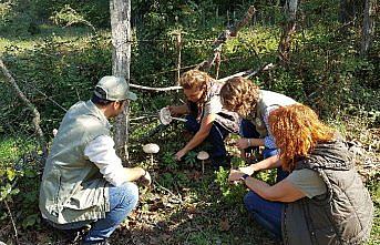 Sinop'ta mantar envanteri çalışması