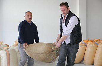 TMO fındık alımlarına başladı