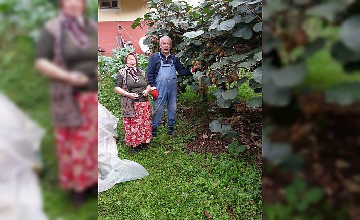 Yağlıdere'de kivi hasadı başladı