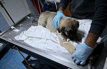 Yaralı köpeğin tedavisi için makam aracını tahsis etti