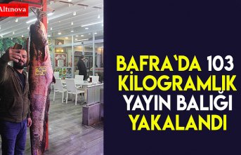 Bafra`da 103 kilogramlık yayın balığı yakalandı