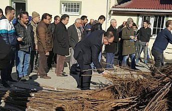 Çiftçilere aşılı ceviz fidanı dağıtıldı