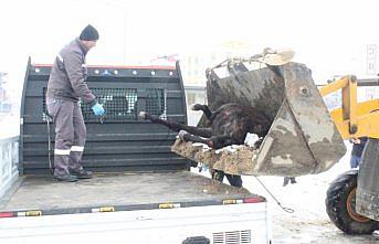 Çorum'da rögara düşen atı itfaiye kurtardı
