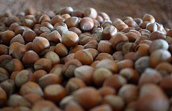 Fındık ihracatının yüzde 38'i Trabzon'dan