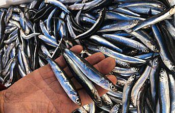 Giresun'da hamsinin fiyatı 7 liraya geriledi