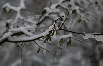 Kar yağışı fındık üreticileri ve ihracatçılarını sevindirdi