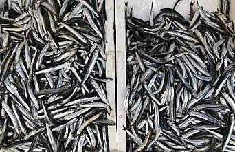 Karadeniz'de hamsinin kilogramı 5 liraya düştü
