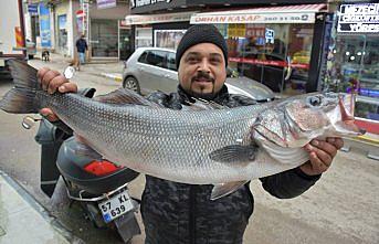 Karadenizli balıkçılarda levrek sevinci