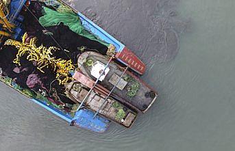 Kastamonu'da hamsi bereketi
