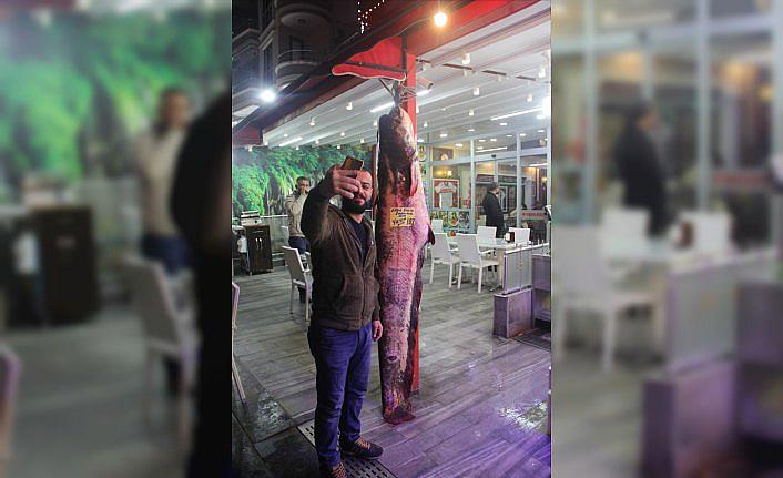 Kızılırmak'ta 103 kilogramlık yayın balığı yakalandı