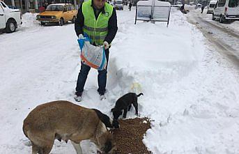 Sahipsiz köpeklere şefkat eli
